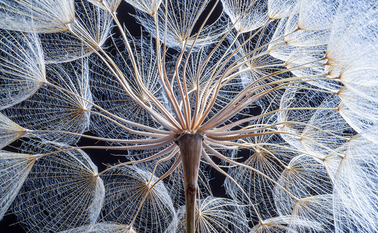 Close-up dandelion seeds on black background.