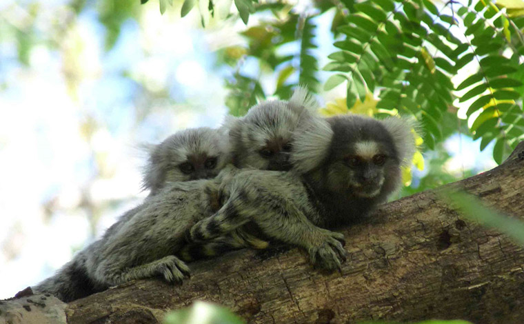 Marmoset monkeys in tree