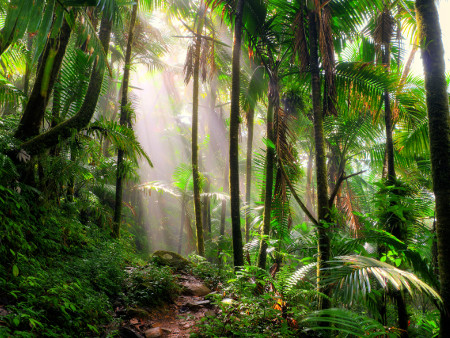An image of tropical trees