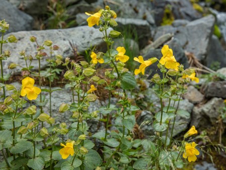The Monkeyflower growing in the wild. A yellow plant with long stems and short green leaves