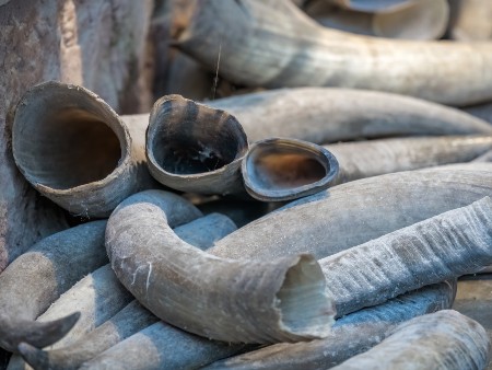 Pile of animal tusks for sale in the local shop in market in the Old town of Fenghuang, Hunan Province, China