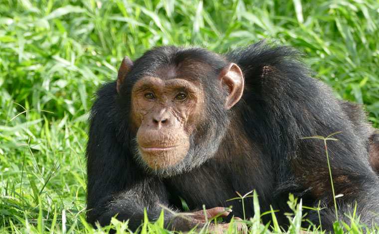 Chimpanzee sitting on the grass